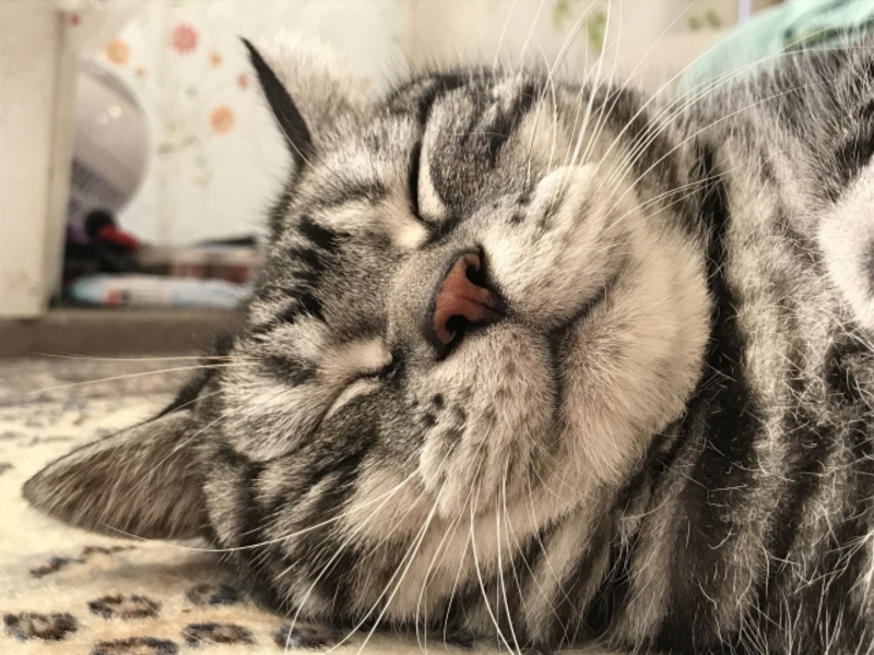 11.ペットと過ごす